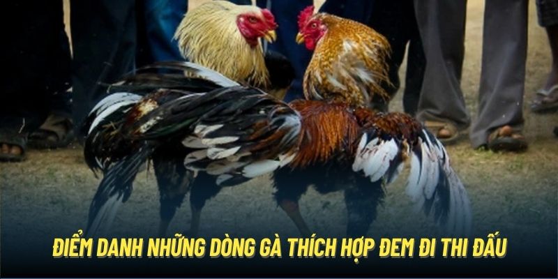 Điểm danh những dòng gà thích hợp đem đi thi đấu